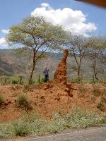 50termitenhuegel Termiten bauen hoch